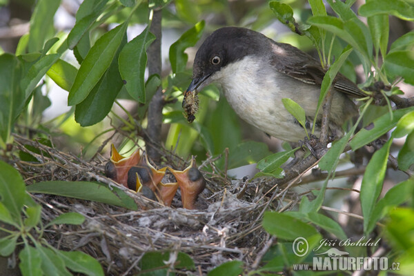 Orphean Warbler (Sylvia hortensis)