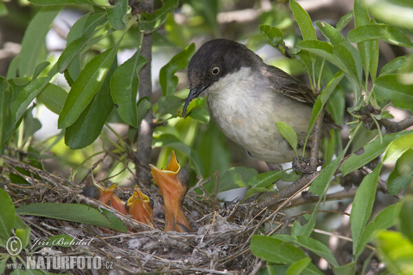 Orphean Warbler (Sylvia hortensis)