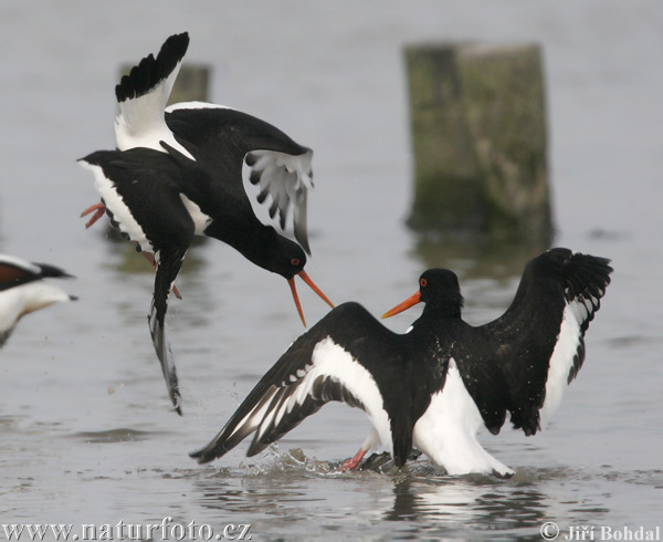 Ostraceiro-europeu