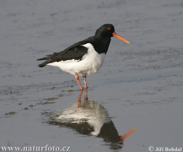 Ostraceiro-europeu