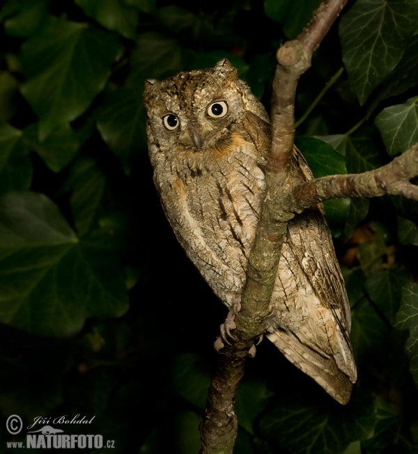 Otus scops