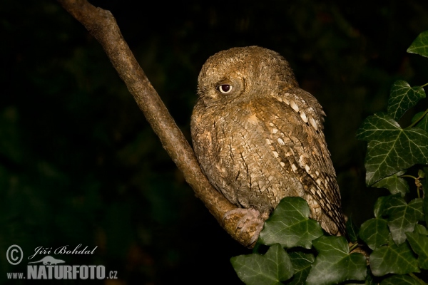 Otus scops