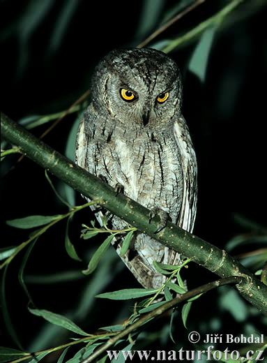 Otus scops