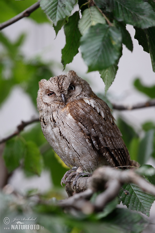 Otus scops