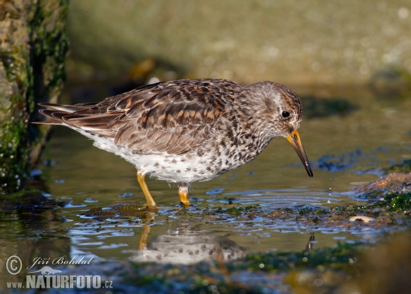 Paarse strandloper