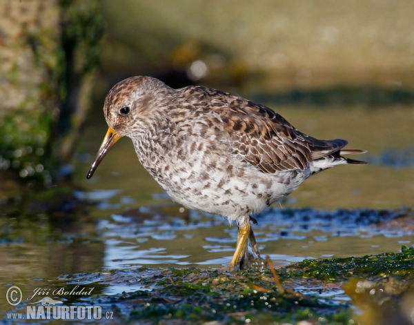 Paarse strandloper