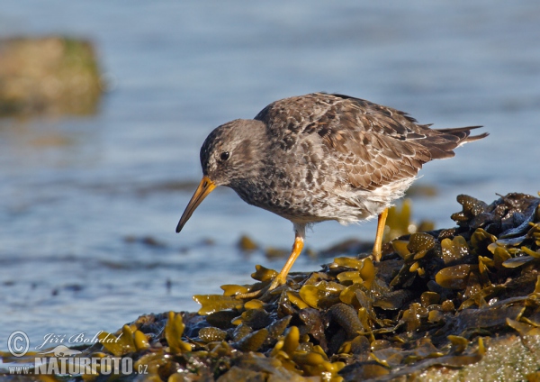 Paarse strandloper