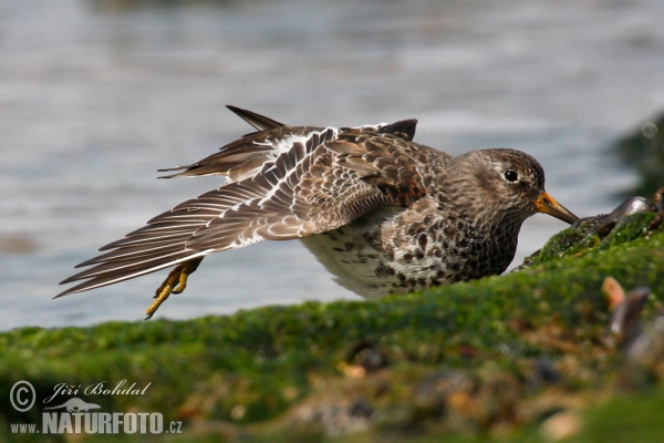 Paarse strandloper