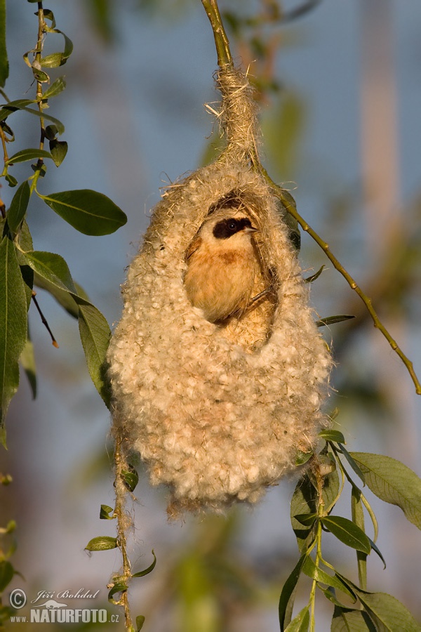 Pájaro moscón europeo