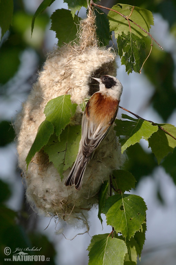 Pájaro moscón europeo