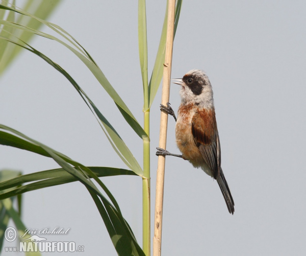 Pájaro moscón europeo