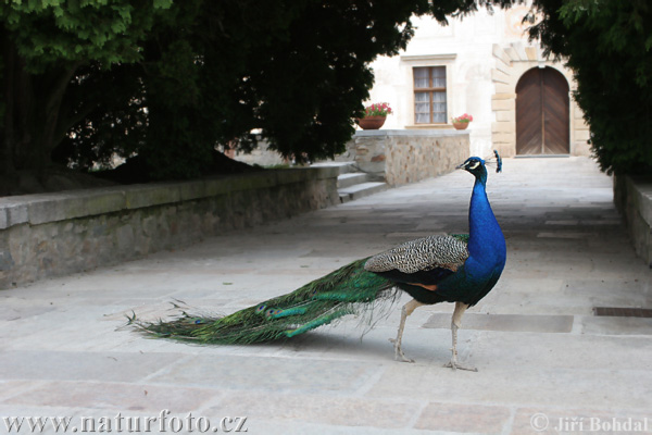 Paó blau