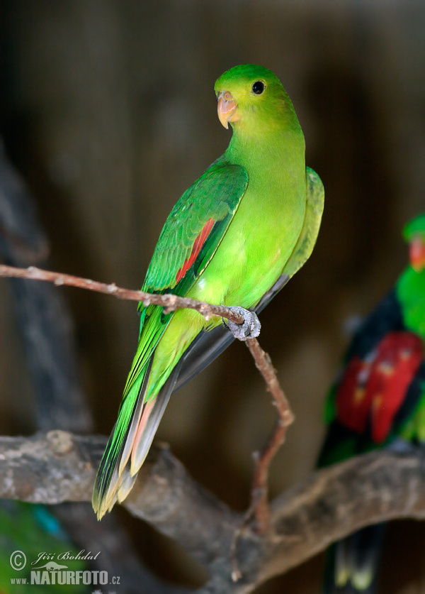 Papagayo alirrojo, Cotorra de alas rojas