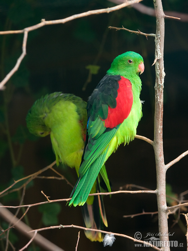 Papagayo alirrojo, Cotorra de alas rojas