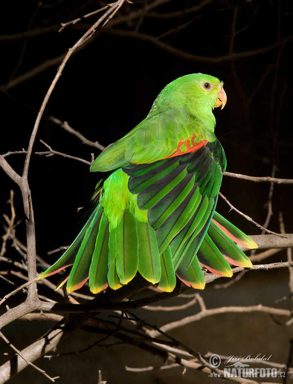 Papagayo alirrojo, Cotorra de alas rojas