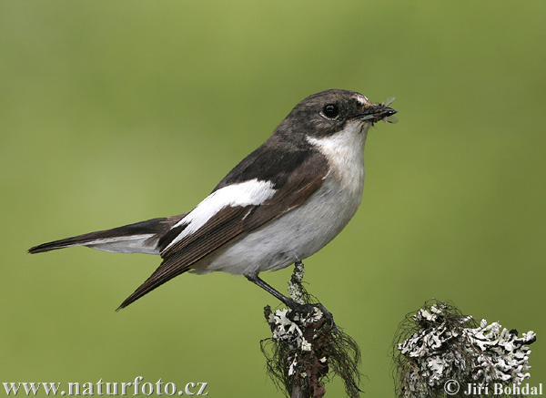 Papamoscas cerrojillo