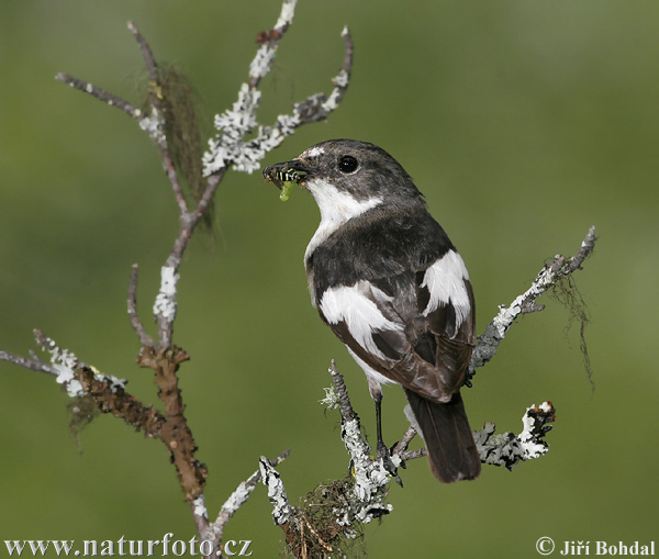 Papamoscas cerrojillo