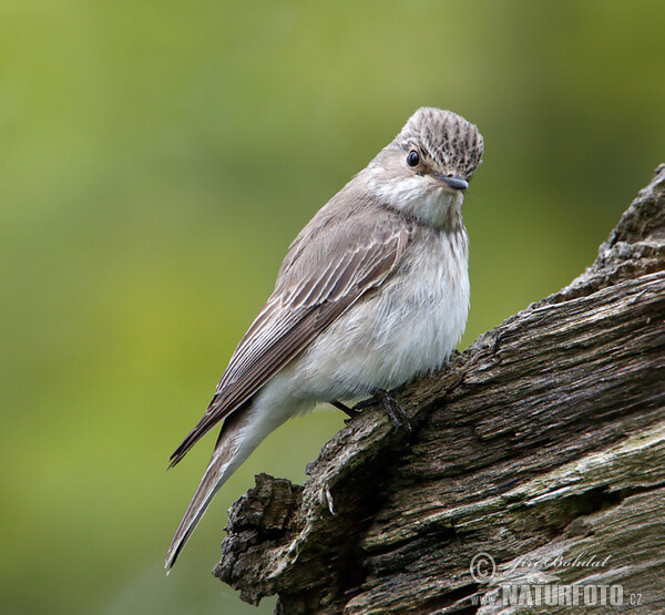 Papamosques gris