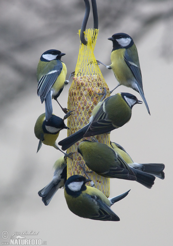 Parus major