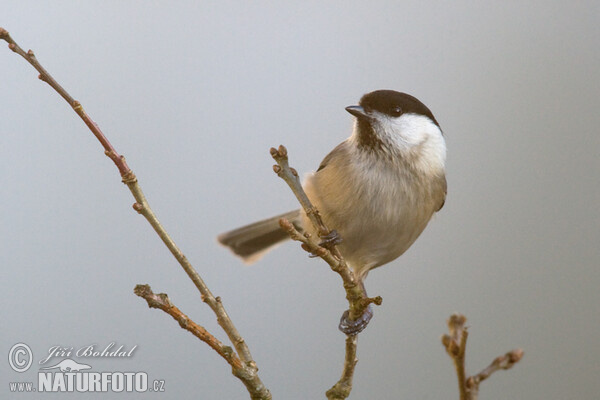 Parus montanus