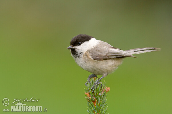 Parus montanus