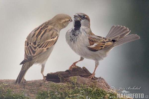 Passer domesticus