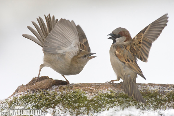 Passer domesticus