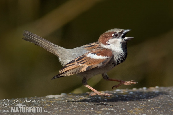 Passer domesticus