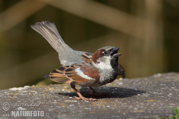 Passer domesticus