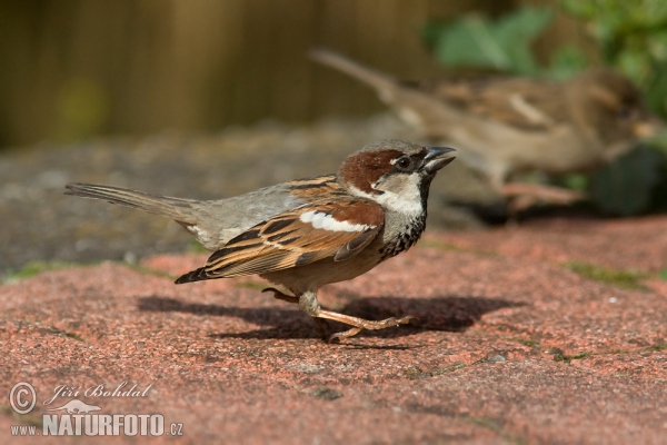 Passer domesticus