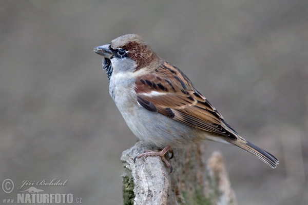 Passer domesticus