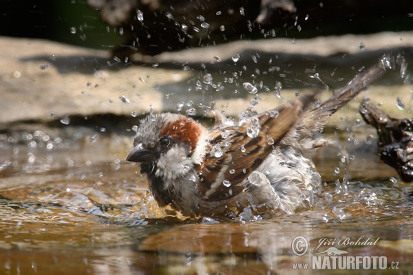 Passer domesticus