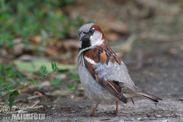 Passer domesticus