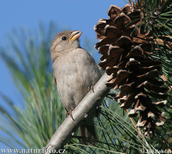 Passer domesticus