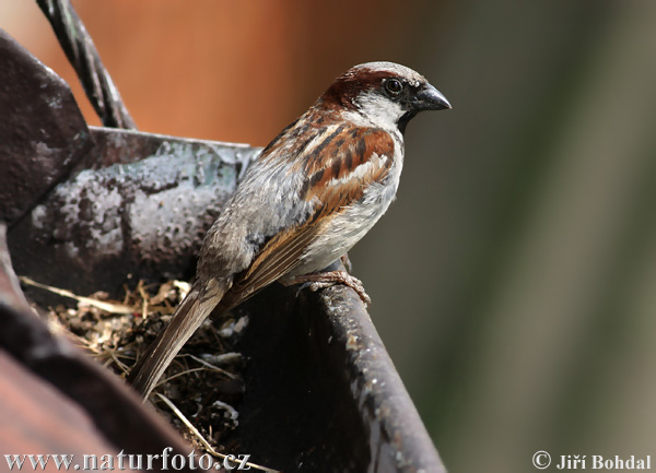 Passer domesticus