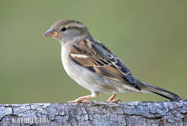 Passer domesticus