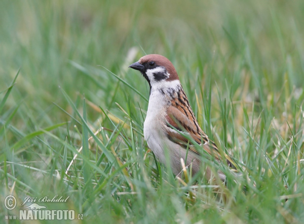 Passer montanus