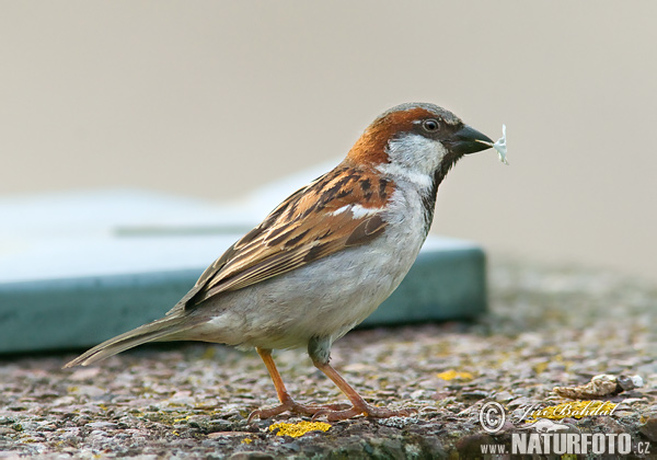 Passero domestico