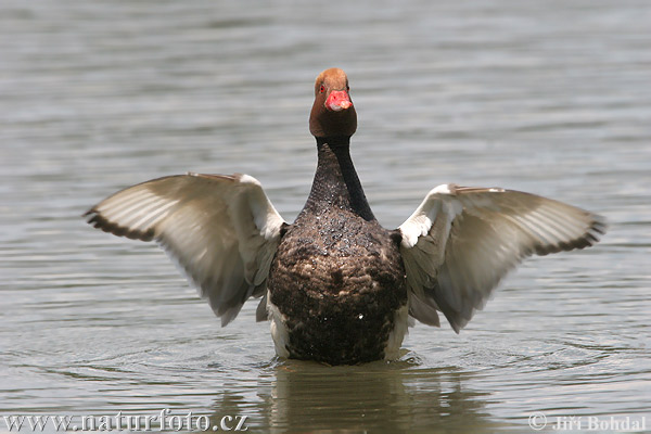 Pato-de-bico-vermelho