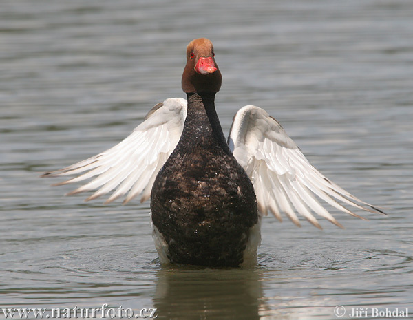 Pato-de-bico-vermelho