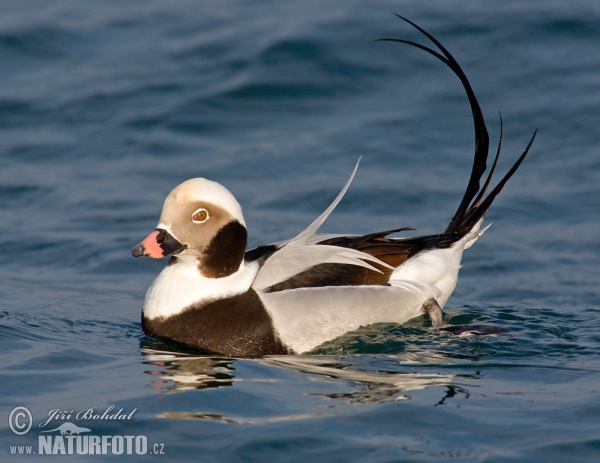 Pato-de-cauda-afilada