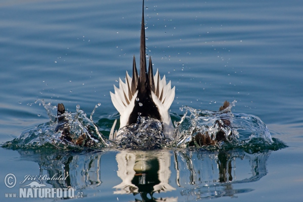 Pato-de-cauda-afilada