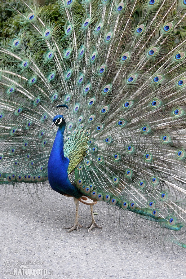 Pavo cristatus