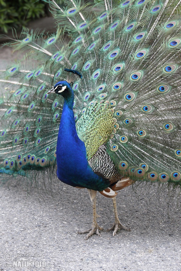 Pavo cristatus