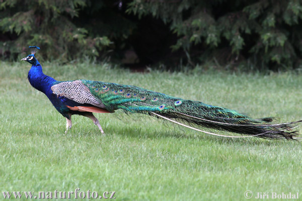 Pavo cristatus