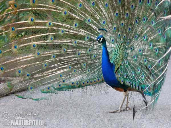 Pavo real común