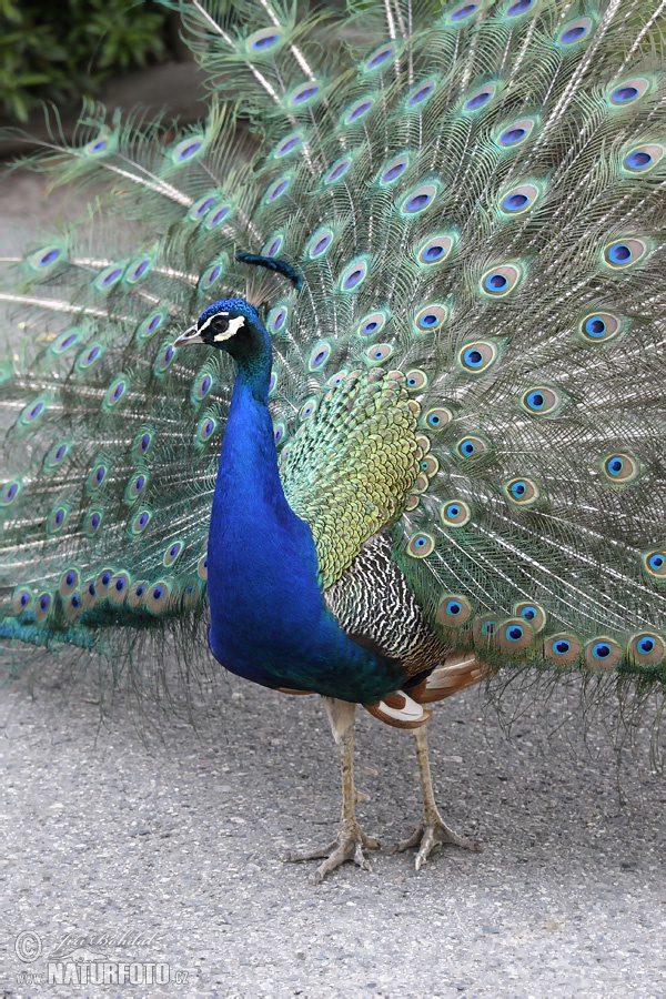 Pavo real común