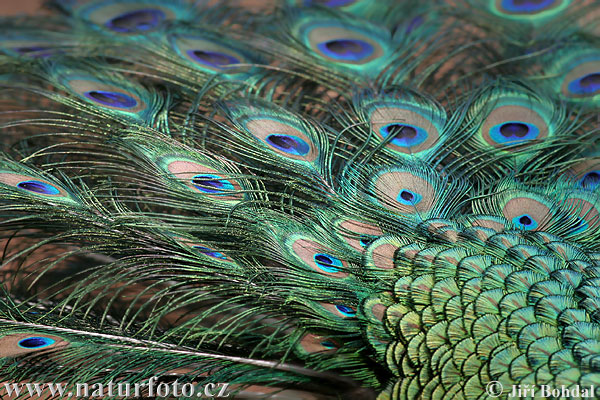 Pavo real común