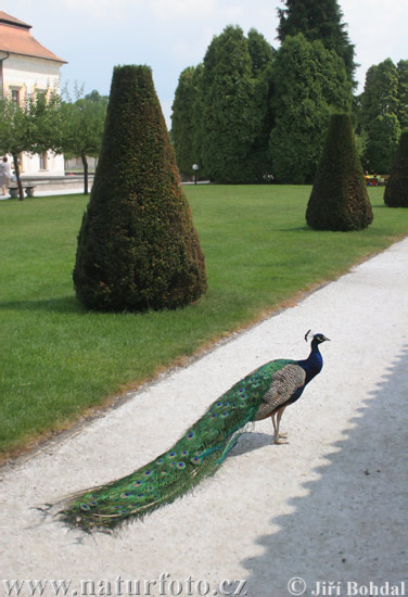 Pavo real común