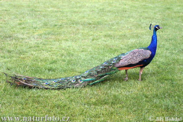 Pavo real común